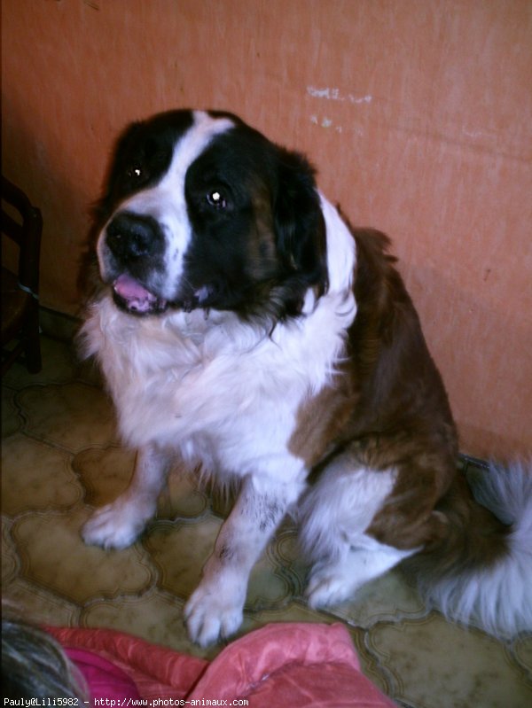 Photo de Saint-bernard poil long