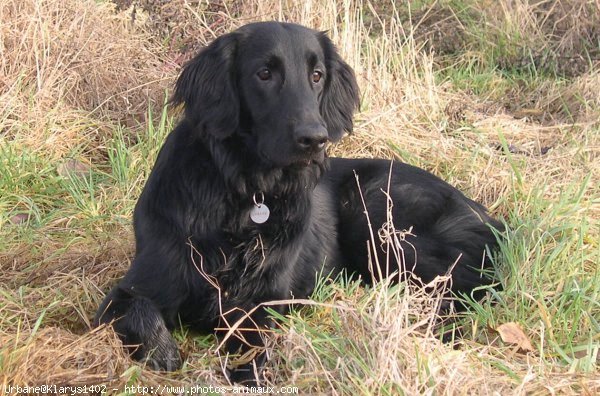 Photo de Retriever  poil plat