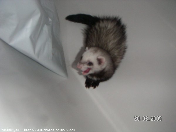 Photo de Furet