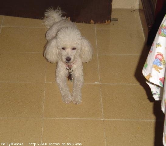 Photo de Caniche moyen