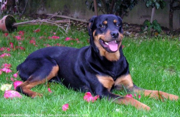 Photo de Rottweiler