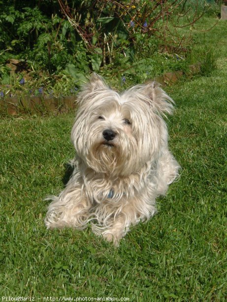 Photo de West highland white terrier