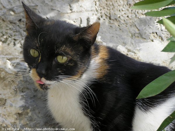 Photo de Chat domestique