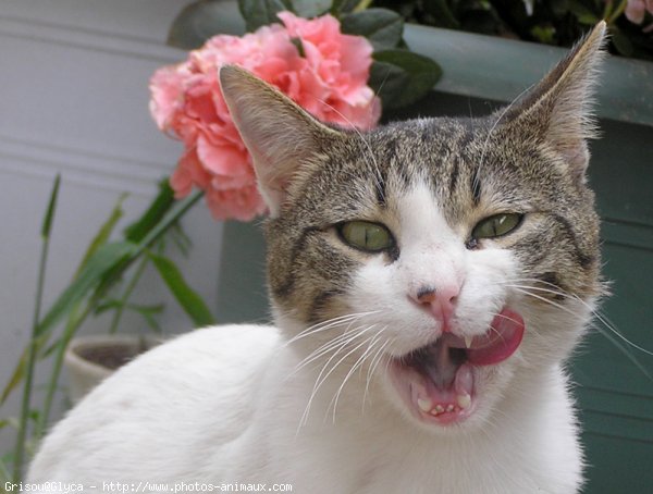 Photo de Chat domestique