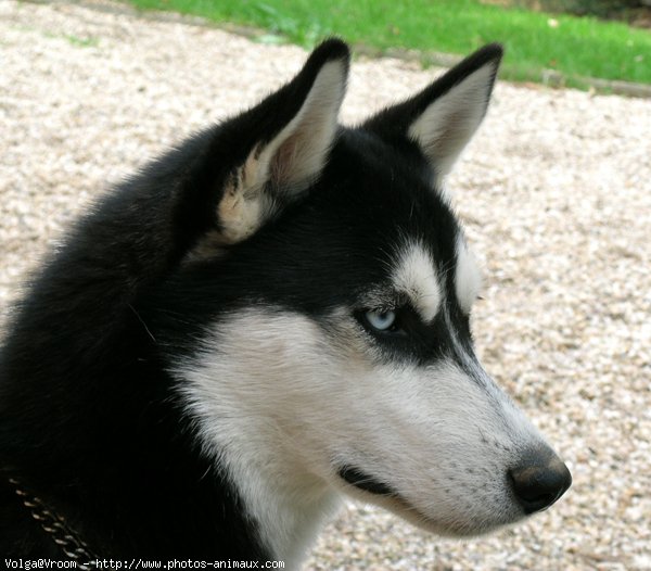 Photo de Husky siberien