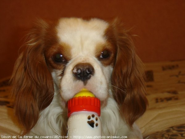 Photo de Cavalier king charles spaniel