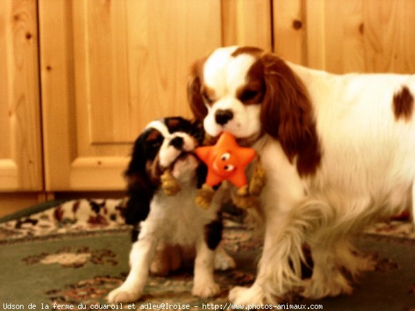 Photo de Cavalier king charles spaniel