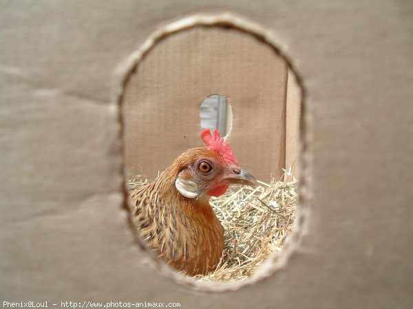 Photo de Poule