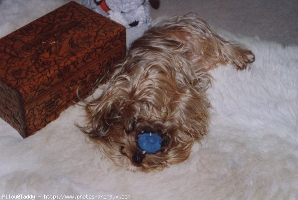 Photo de Yorkshire terrier