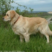 Photo de Golden retriever