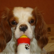 Photo de Cavalier king charles spaniel