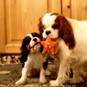 Photo de Cavalier king charles spaniel