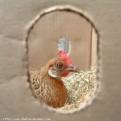 Photo de Poule