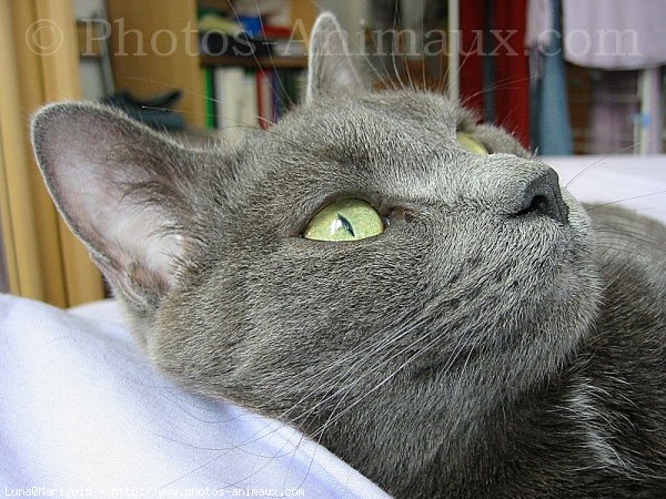 Photo de Chartreux