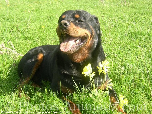 Photo de Rottweiler