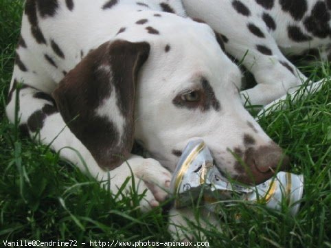 Photo de Dalmatien