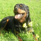 Photo de Rottweiler