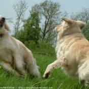 Photo de Golden retriever