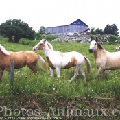 Photo de Races diffrentes