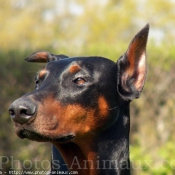 Photo de Dobermann