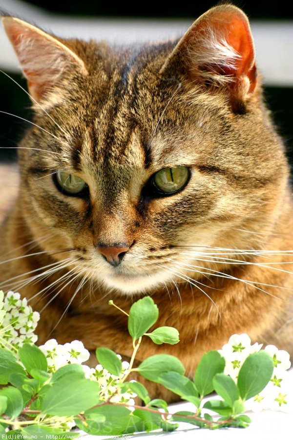 Photo de Chat domestique