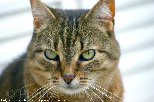 Photo de Chat domestique