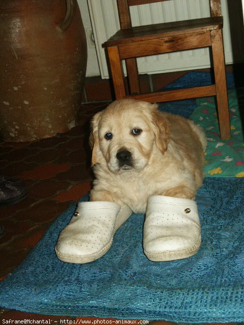 Photo de Golden retriever