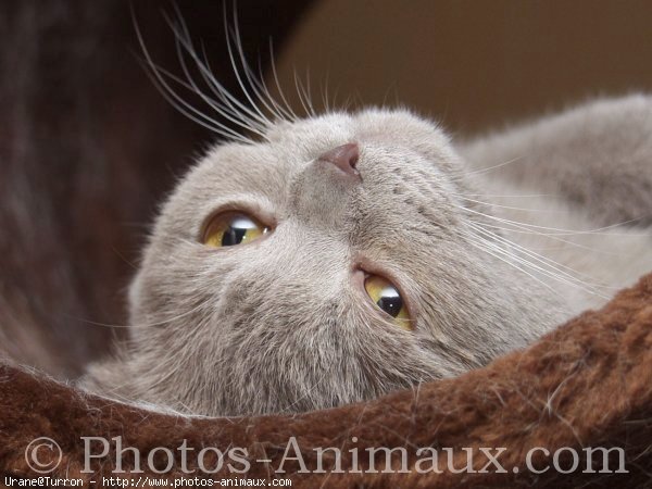 Photo de Scottish fold