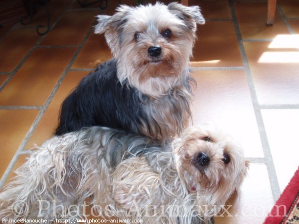 Photo de Yorkshire terrier