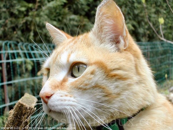 Photo de Chat domestique