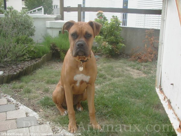 Photo de Boxer