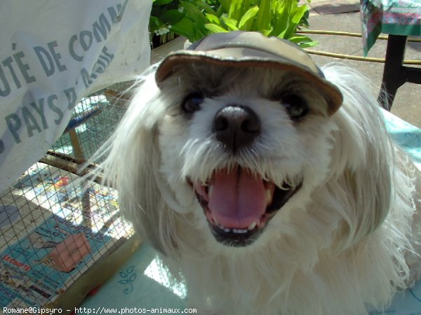 Photo de Lhassa apso