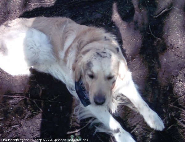 Photo de Golden retriever