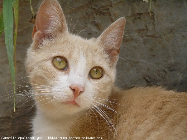 Photo de Chat domestique