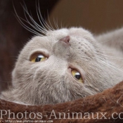 Photo de Scottish fold