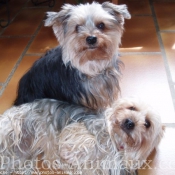 Photo de Yorkshire terrier