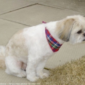 Photo de Shih tzu