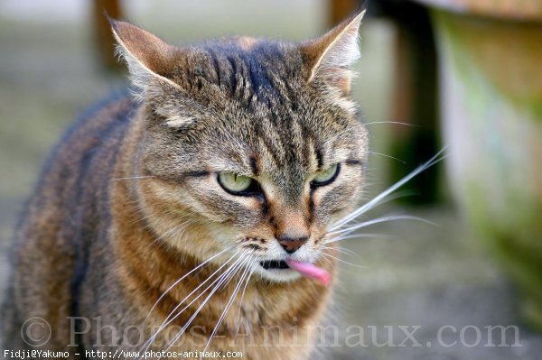 Photo de Chat domestique