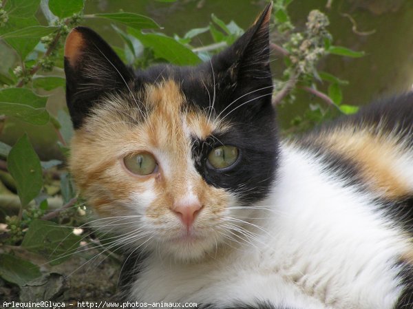 Photo de Chat domestique