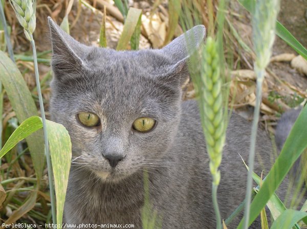 Photo de Chat domestique