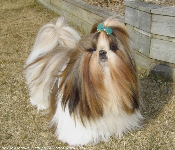 Photo de Shih tzu