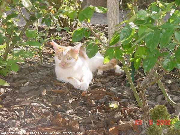 Photo de Chat domestique