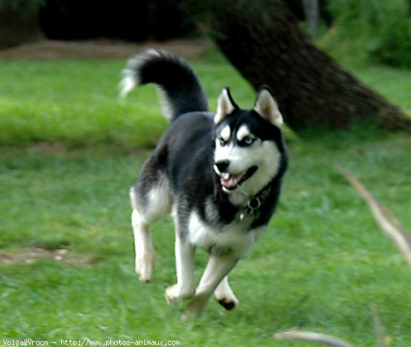 Photo de Husky siberien