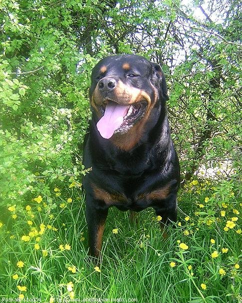 Photo de Rottweiler