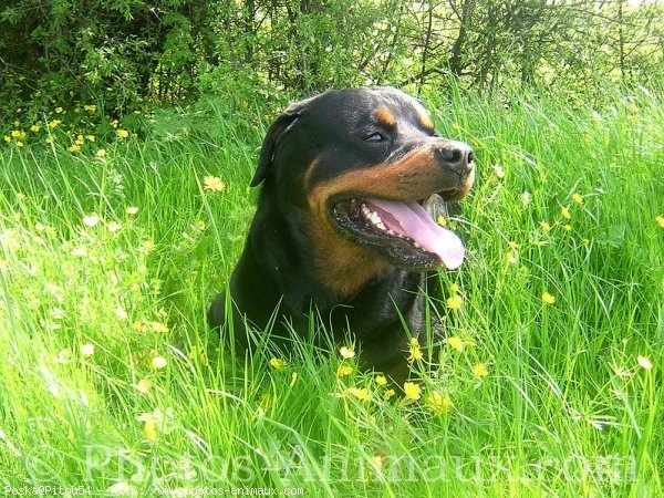 Photo de Rottweiler