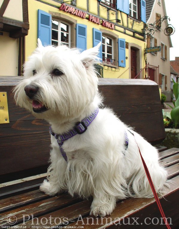 Photo de West highland white terrier