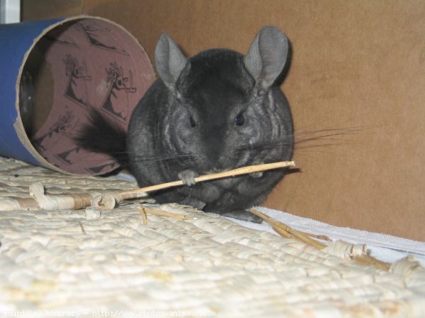 Photo de Chinchilla