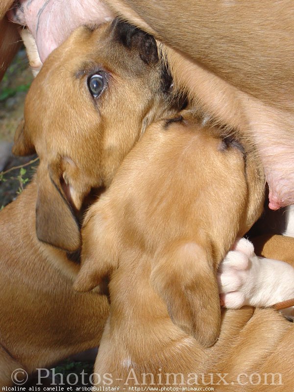 Photo d'American staffordshire terrier