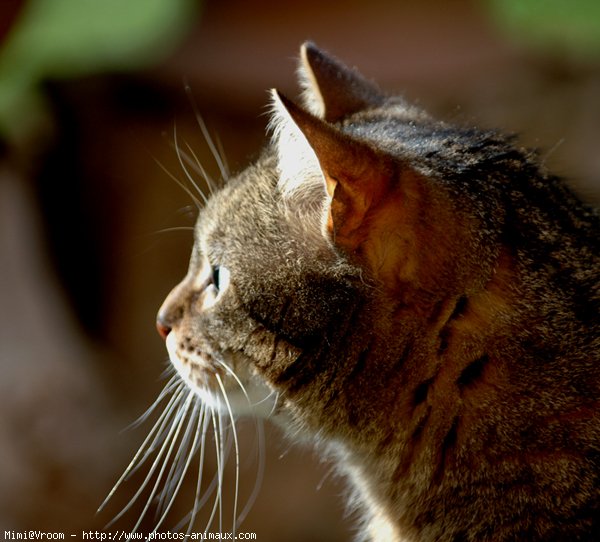 Photo de Chat domestique