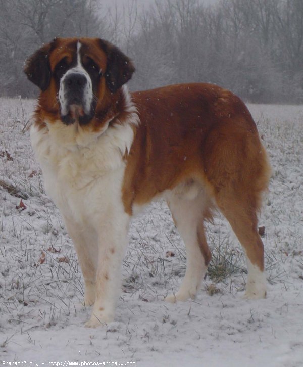 Photo de Saint-bernard poil long